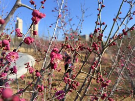 春暖红梅花开 
