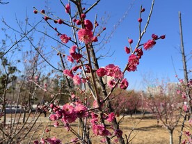 春暖红梅花开