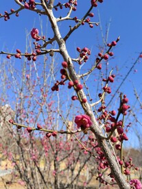 春暖红梅花开 