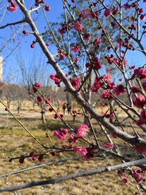 春暖红梅花开 