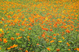 花海 自然景观 菊花