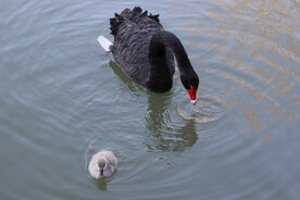 湖面上的黑天鹅和小天鹅