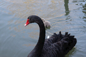 湖面上的黑天鹅和小天鹅