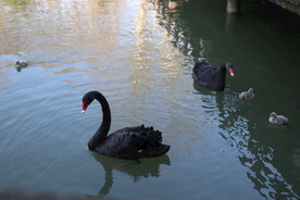 湖面上的黑天鹅和小天鹅