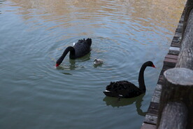 湖面上的黑天鹅和小天鹅