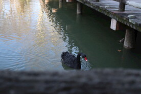 湖面上的黑天鹅和小天鹅
