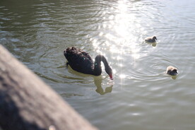 湖面上的黑天鹅和小天鹅