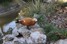 站在石头上的鸳鸯