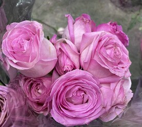 鲜花粉丝色玫瑰