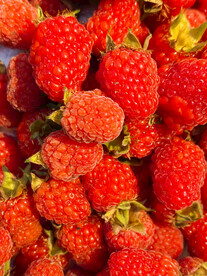 树莓野草莓写真