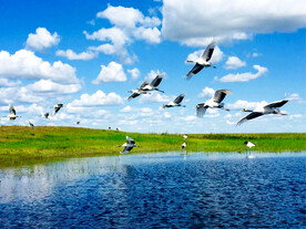 黑龙江扎龙湿地