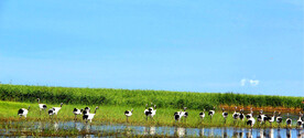 黑龙江扎龙湿地