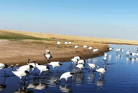 黑龙江扎龙湿地公园