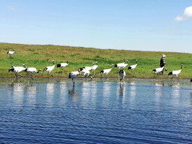 黑龙江扎龙湿地