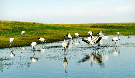 黑龙江扎龙湿地