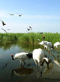 黑龙江扎龙湿地