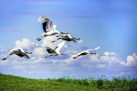 黑龙江扎龙湿地