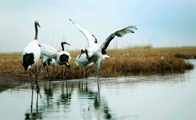 黑龙江扎龙湿地