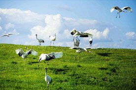 黑龙江扎龙湿地