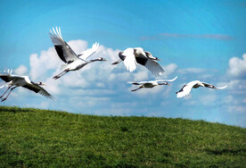 黑龙江扎龙湿地