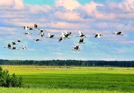 黑龙江扎龙湿地