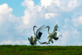 黑龙江扎龙湿地