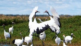黑龙江扎龙湿地