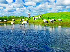 黑龙江扎龙湿地