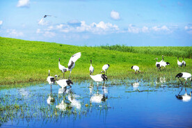黑龙江扎龙湿地