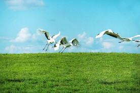 风景 扎龙湿地  丹顶鹤  白