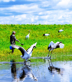 黑龙江扎龙湿地