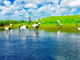 黑龙江扎龙湿地