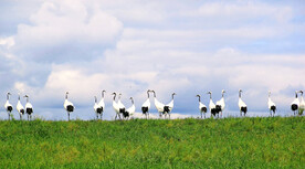 黑龙江扎龙湿地