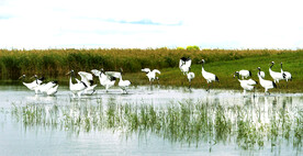 黑龙江扎龙湿地
