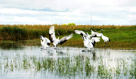 黑龙江扎龙湿地