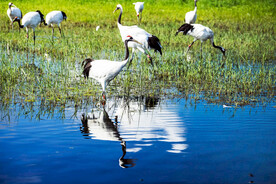 黑龙江扎龙湿地