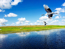 黑龙江扎龙湿地
