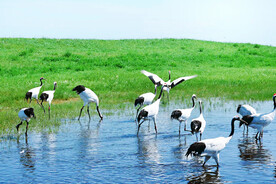 黑龙江扎龙湿地