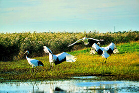 黑龙江扎龙湿地