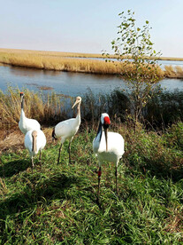 黑龙江扎龙湿地