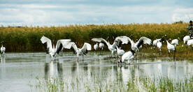 黑龙江扎龙湿地