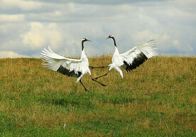 黑龙江扎龙湿地