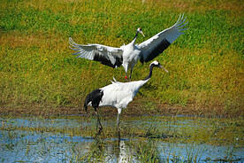 黑龙江扎龙湿地