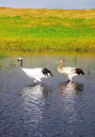 黑龙江扎龙湿地