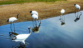 黑龙江扎龙湿地