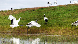 黑龙江扎龙湿地