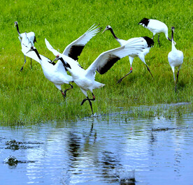 黑龙江扎龙湿地