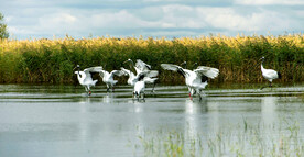 黑龙江扎龙湿地
