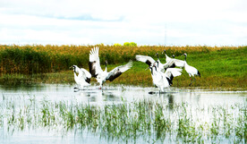 黑龙江扎龙湿地