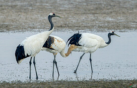 黑龙江扎龙湿地